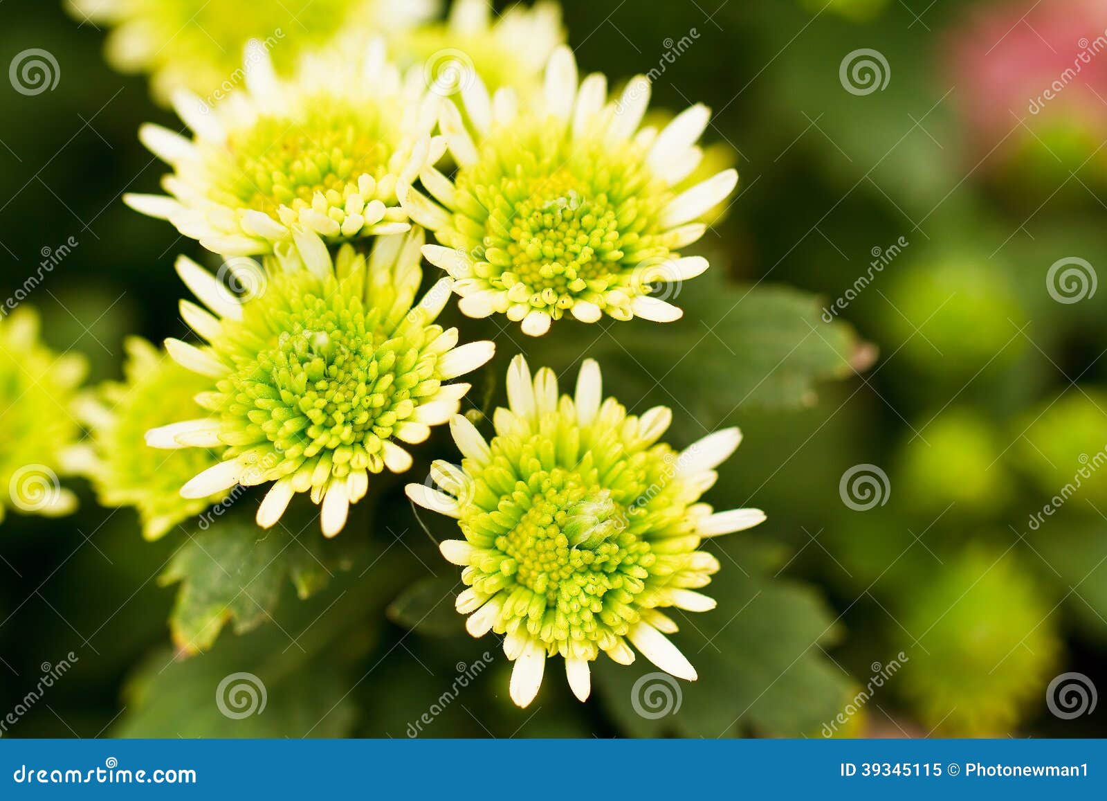 Green Chrysanthemum Flowers Stock Image Image of chrysanthemum, shape
