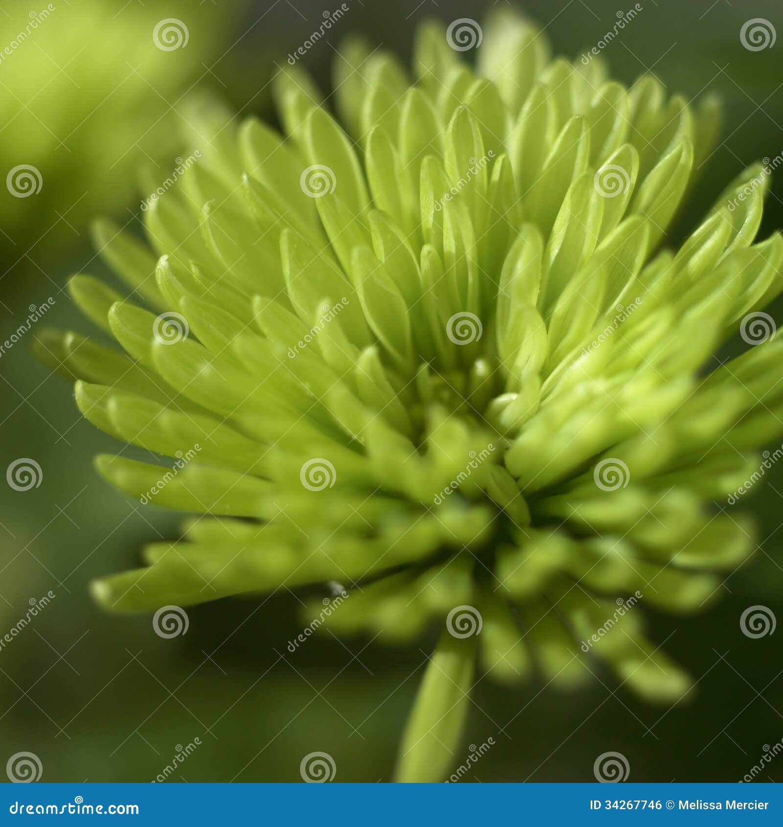 Green chrysanthemum stock photo. Image of botanical, bloom 34267746