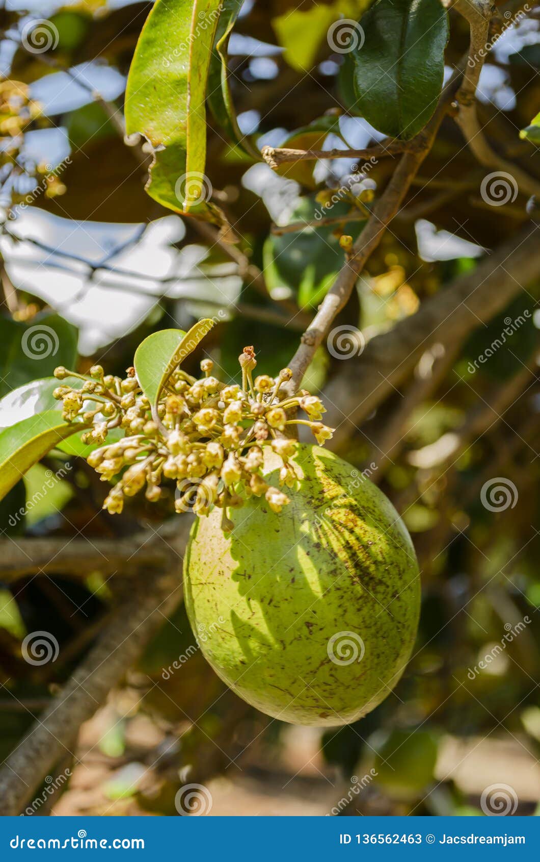 green chrysophyllum cainito fruit and blossom