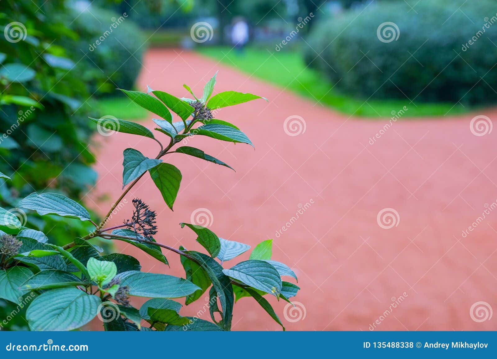 Green City Park. City Park with Neat Walking Paths for Holidaymakers