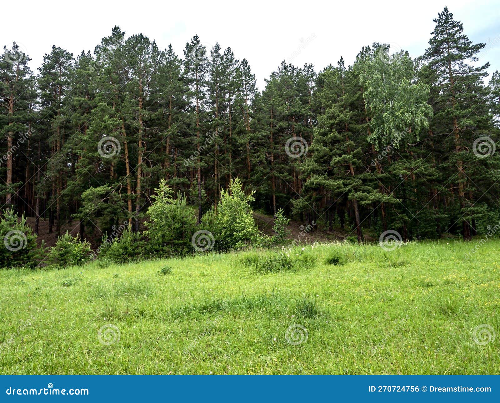 Green Clean Large Forest Clearing in Summer Stock Photo Image of warm