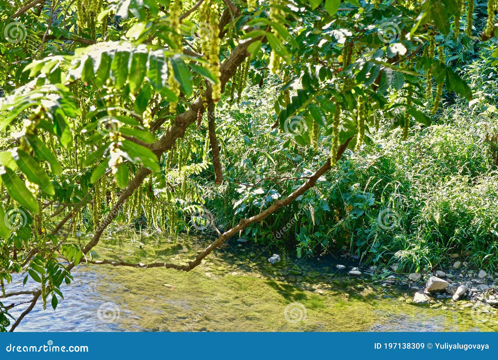 Green Clear Water in a Shallow River with Fish Surrounded by Vegetation ...