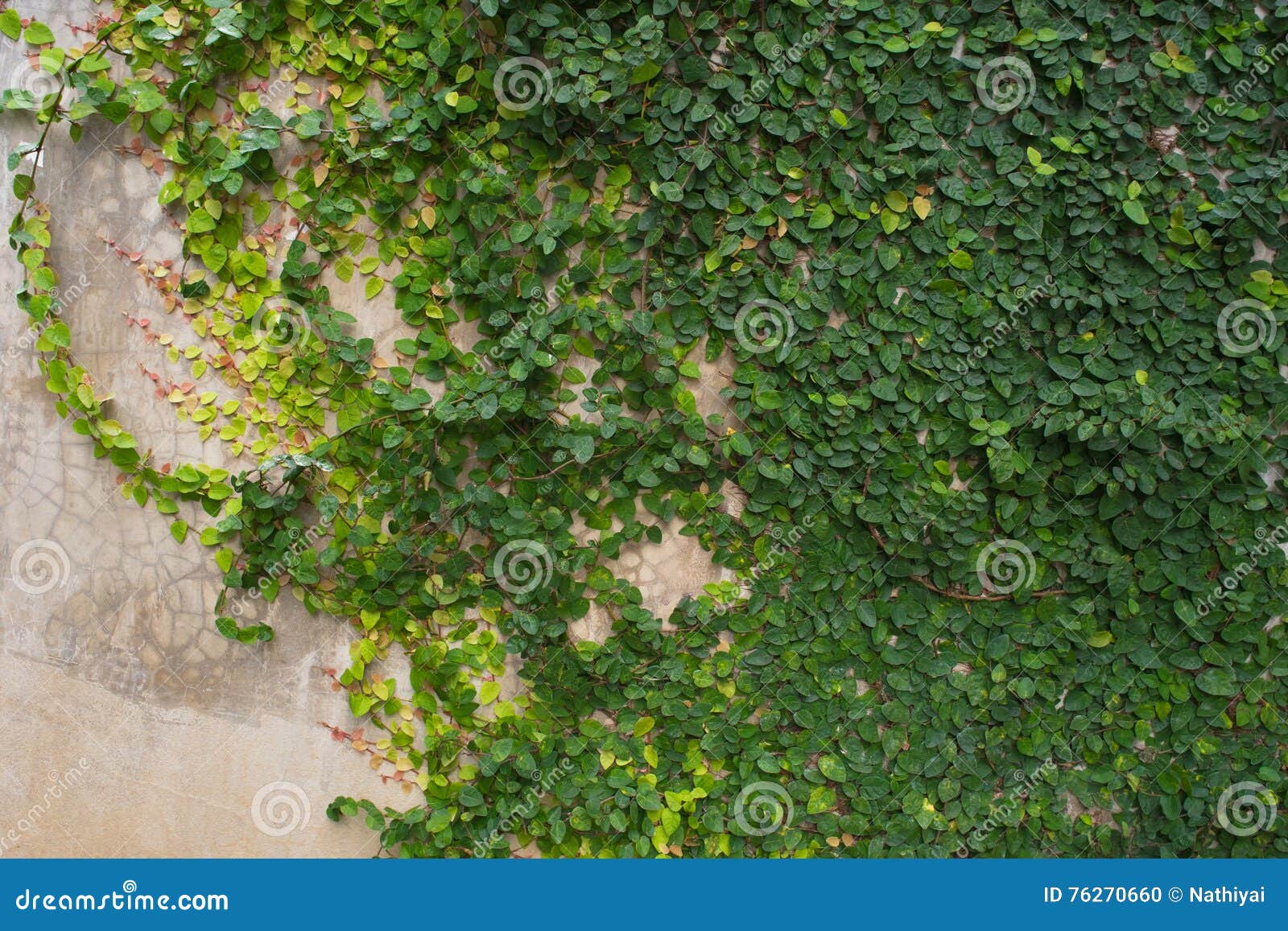 Green climber plants stock photo. Image of background 76270660