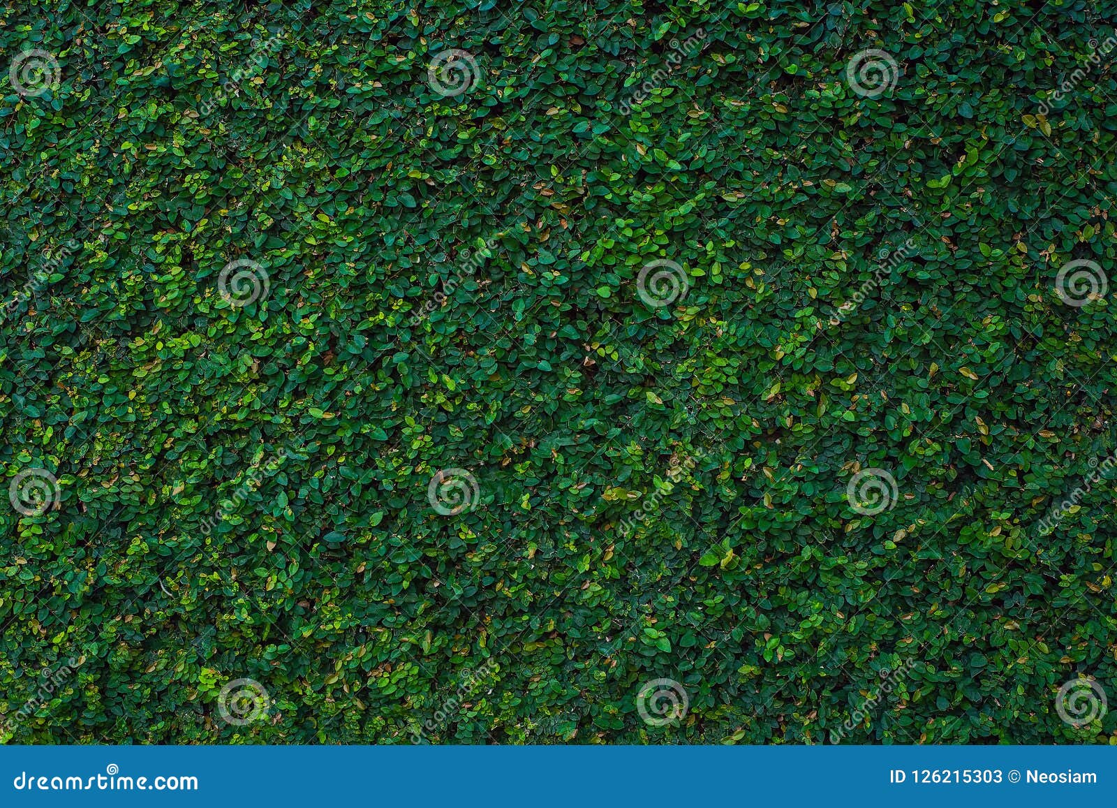 Green Climbing Fig Plant on the Wall As Background Stock Image Image