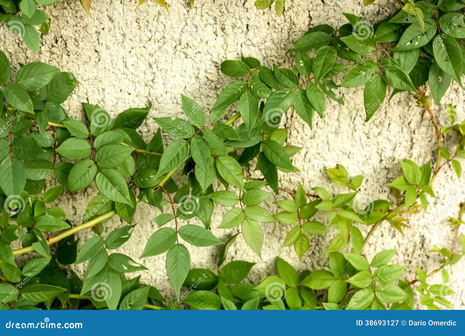 Green Climbing Plant stock image. Image of climbing, leaves 38693127