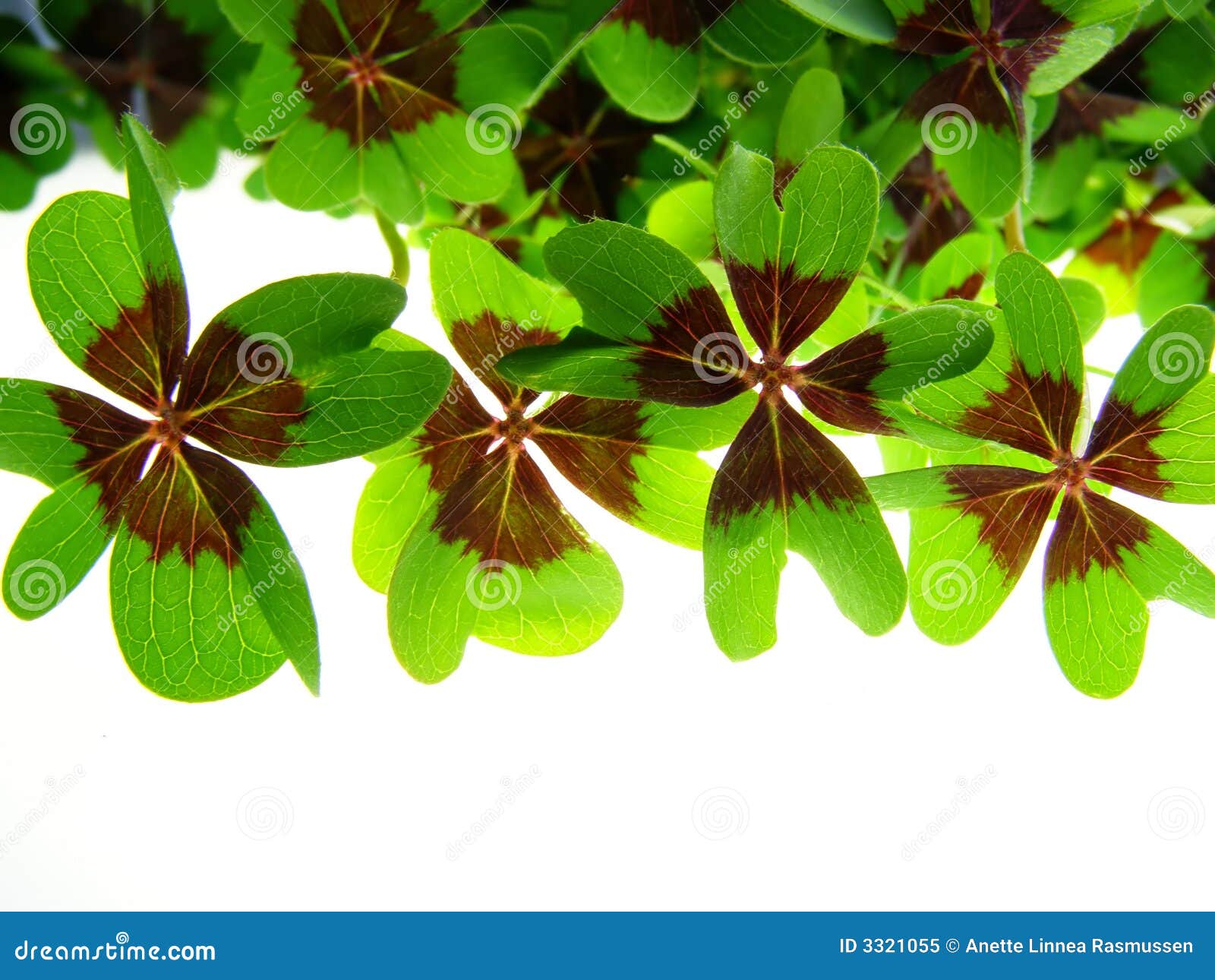 Green clover stock image. Image of season, oxalis, shamrock - 3321055
