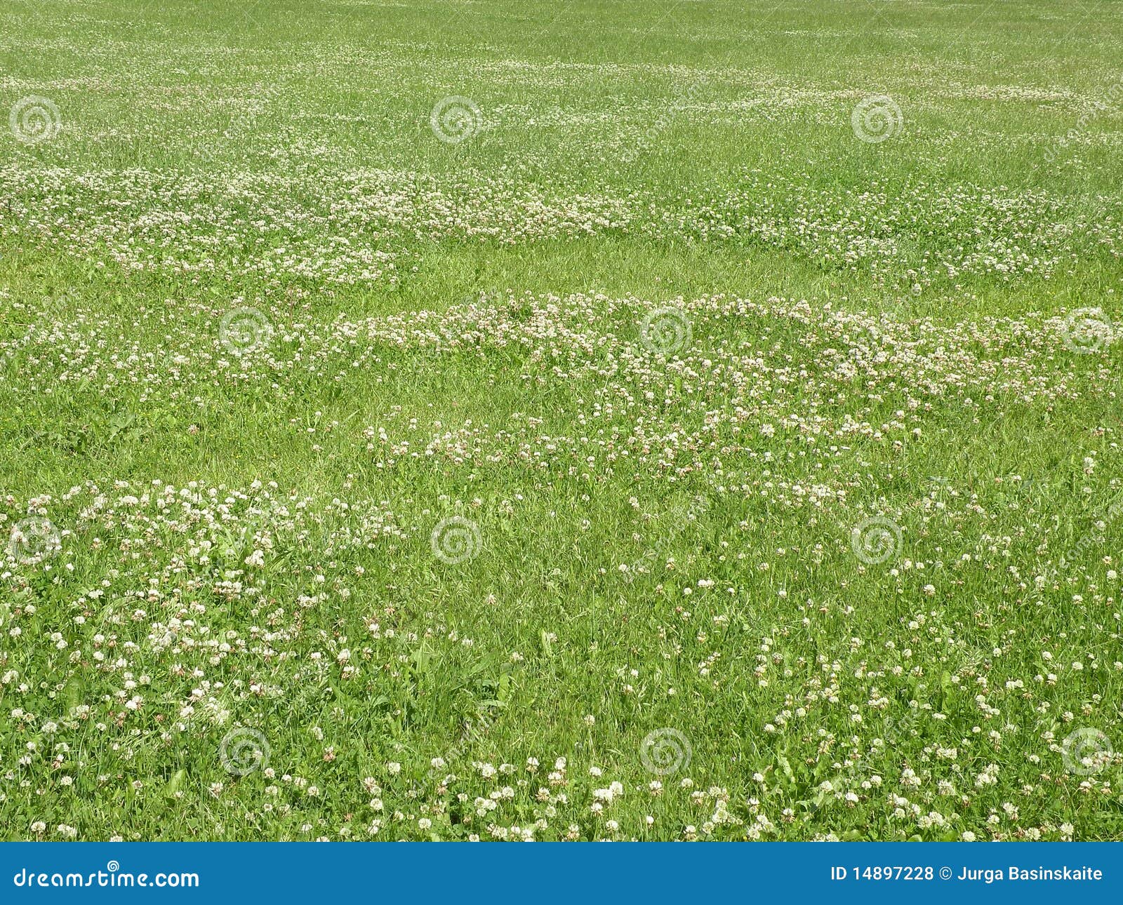 Green Clover Meadow, Bermuda Buttercup, Oxalis Pescaprae RoyaltyFree Stock Photography