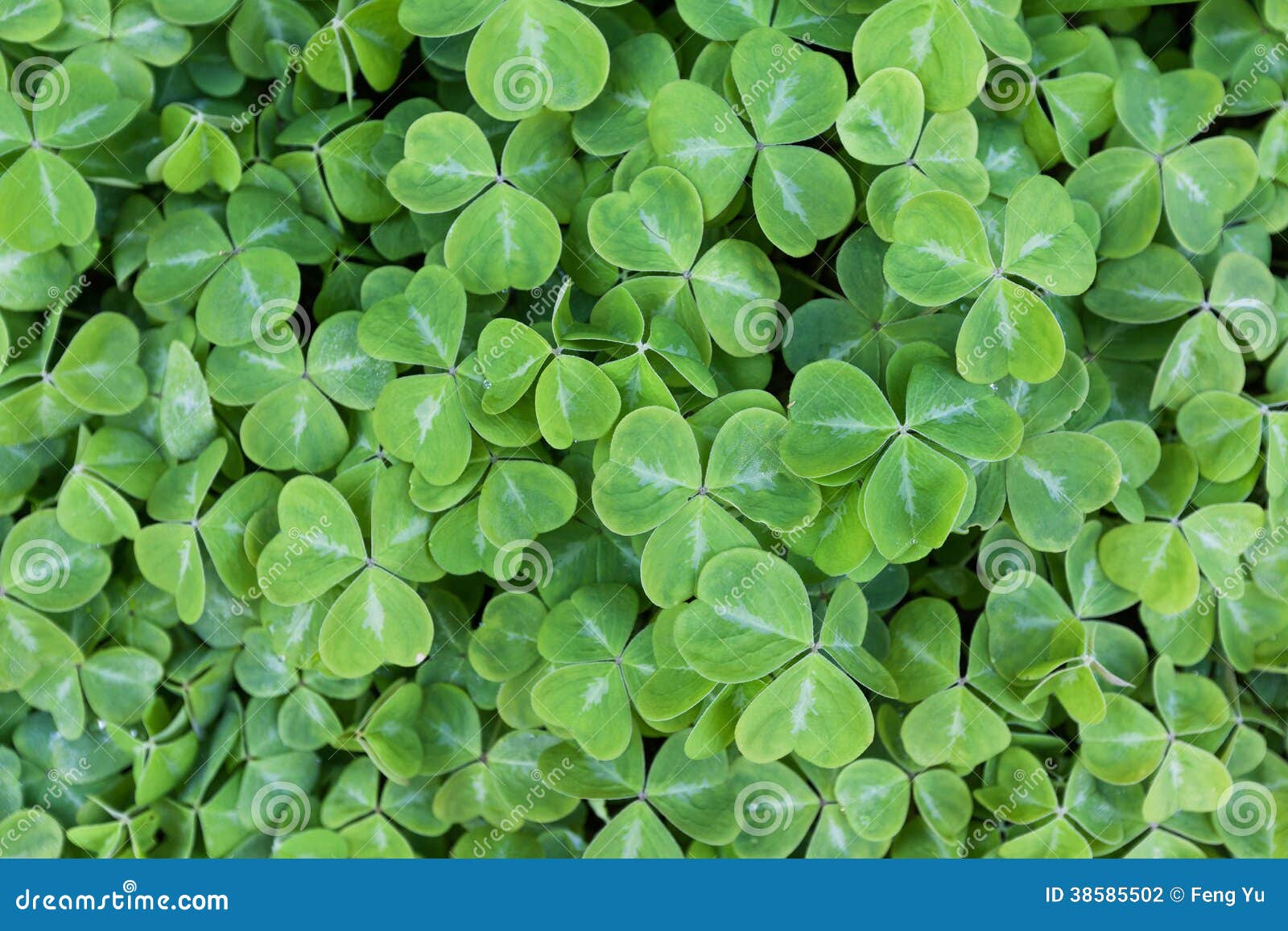 Green clover stock photo. Image of shamrocks, green, closeup - 38585502