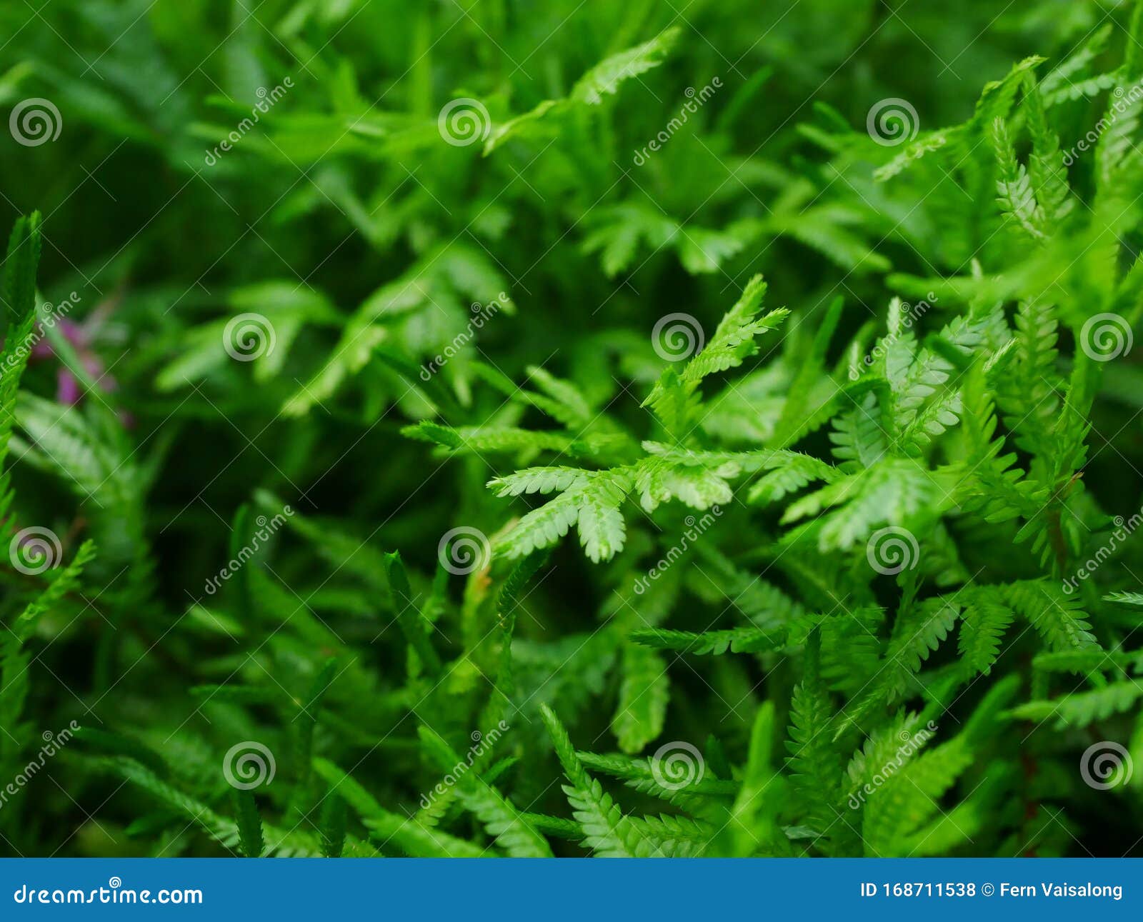 Green Club Moss Close-up Top -view Stock Photo - Image of moss, growth ...