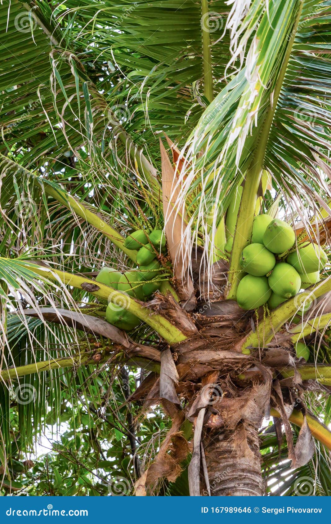 Green Coconut Grows on a Palm Tree Close Up Tropical Plants of Asia ...