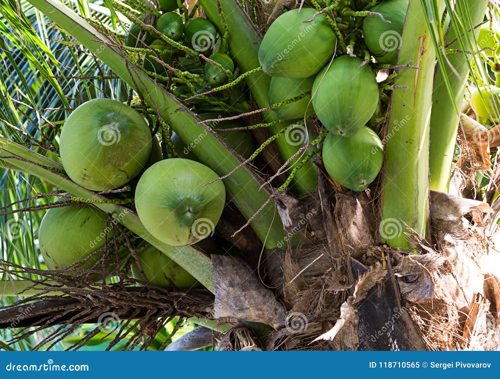 Green Coconut Large Small Growing High Palm Tree on a Background of ...