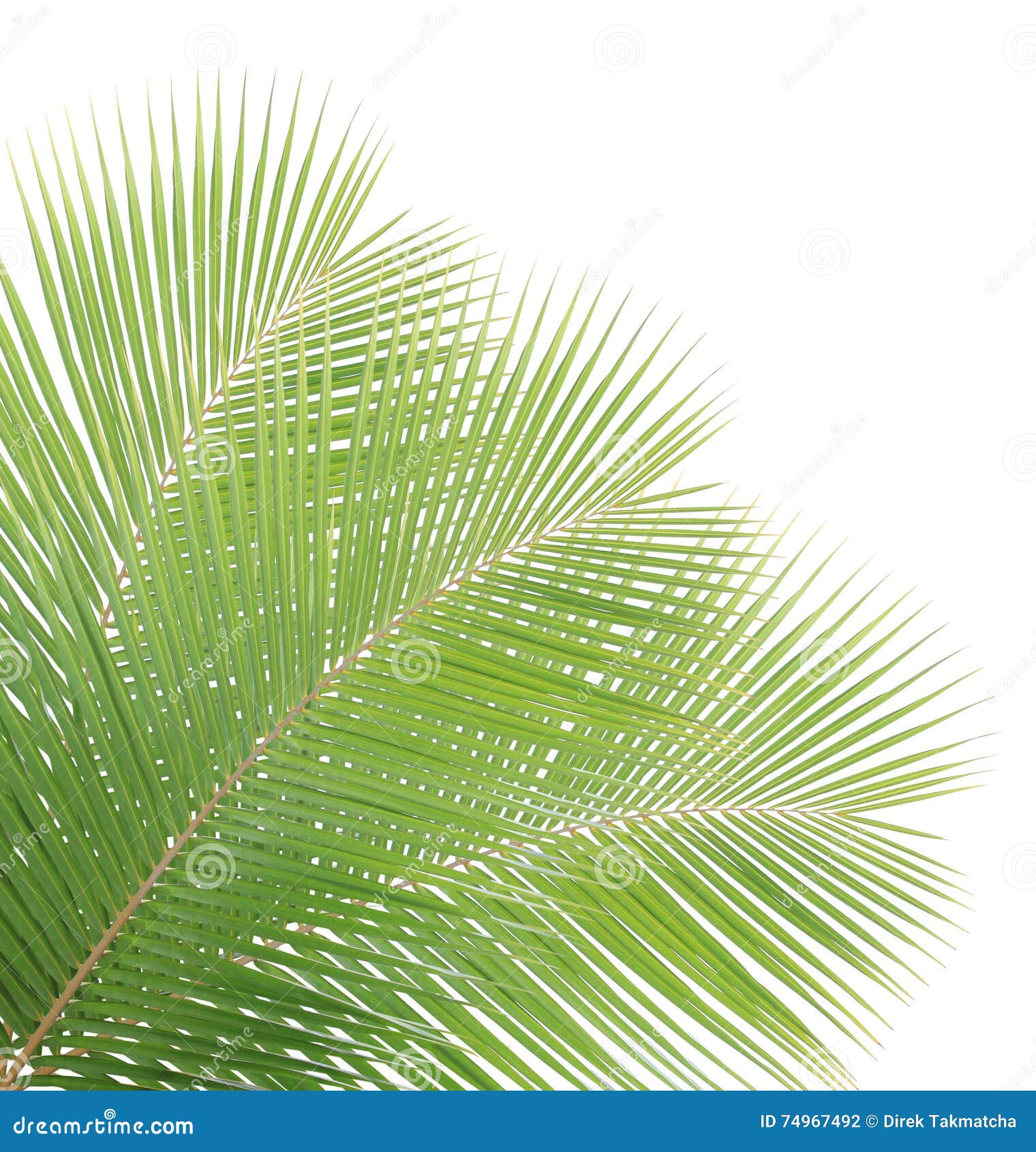 Green coconut leaves stock photo. Image of droop, feathery 74967492
