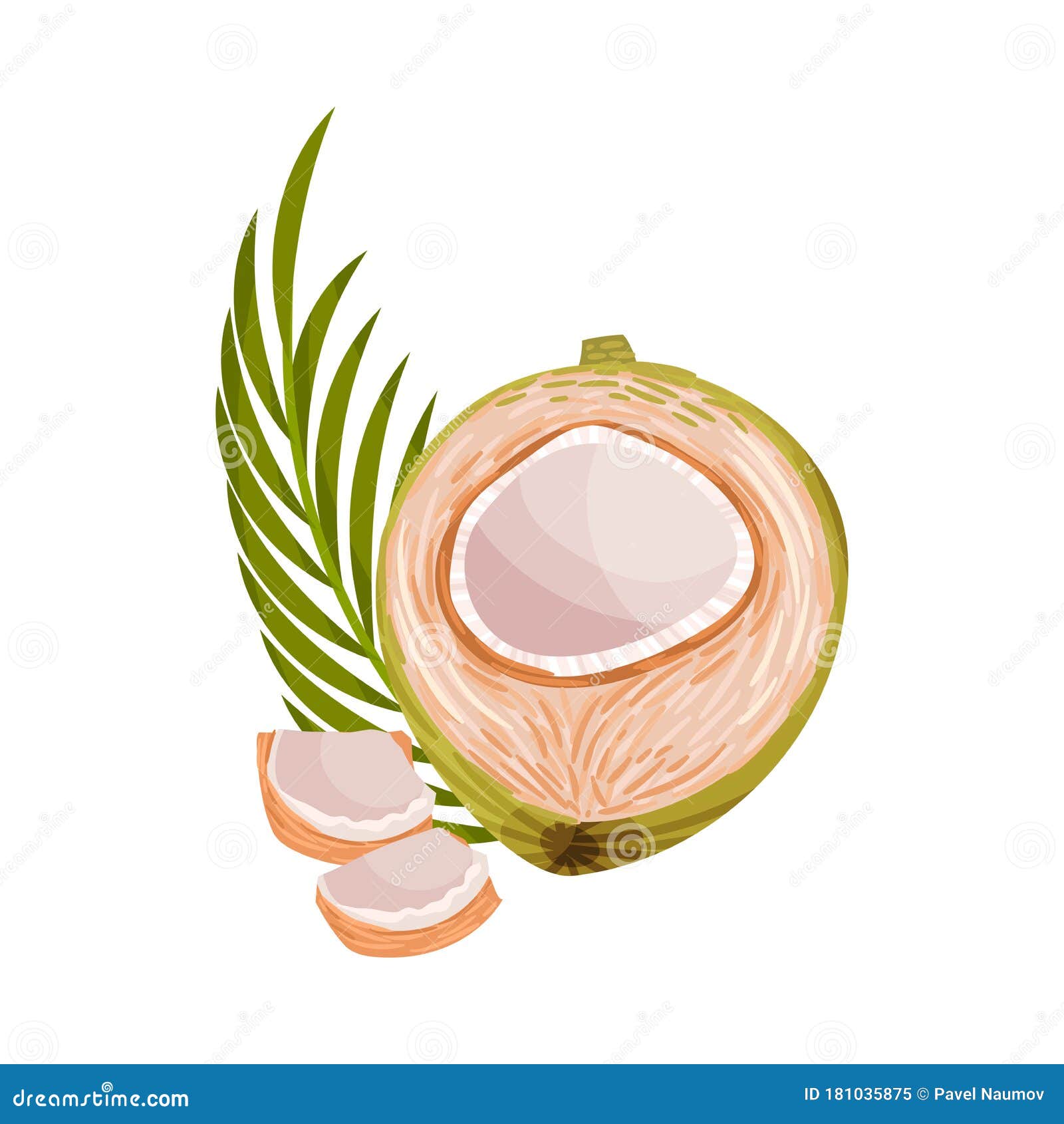 Green Coconut With Long Pinnate Palm Leaf And White Inner Flesh Vector ...