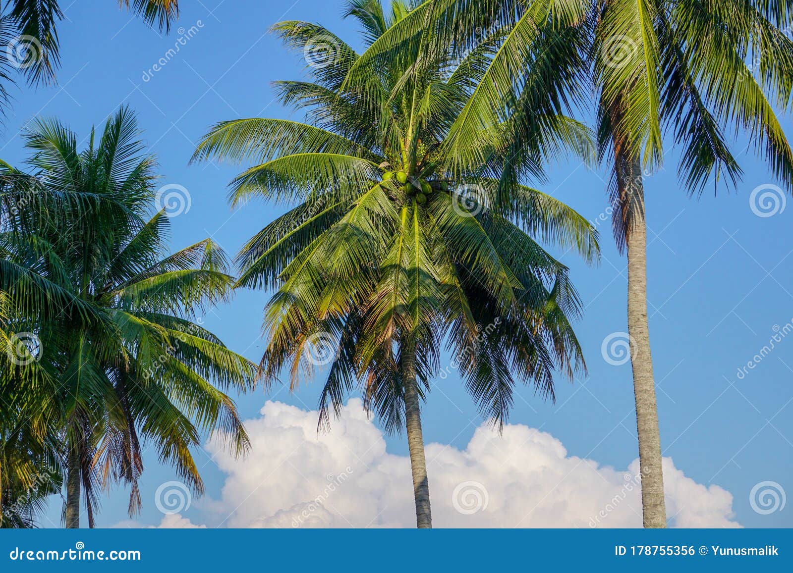 Green Coconut Palm Tree on Blue Sky Background. Stock Photo - Image of ...