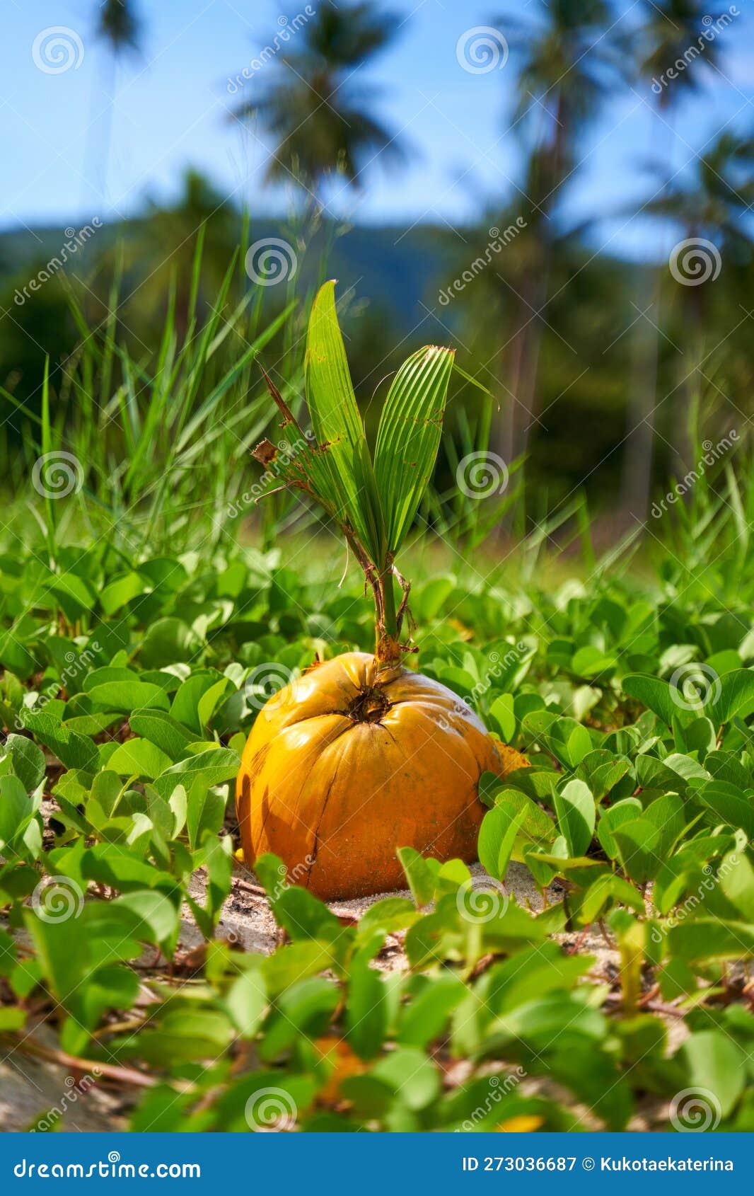 Green Coconut Stem Growing from a Coconut Fallen from a Tree. Breeding ...