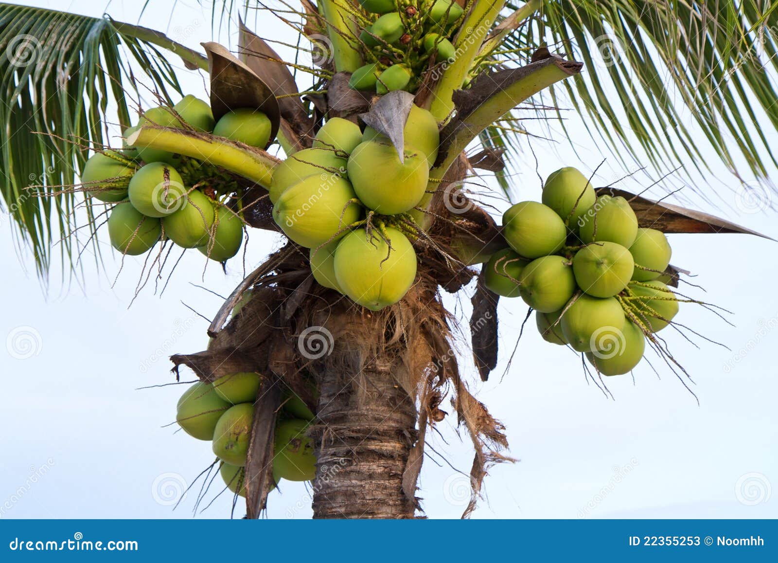 Green coconut at tree stock image. Image of natural, green - 22355253