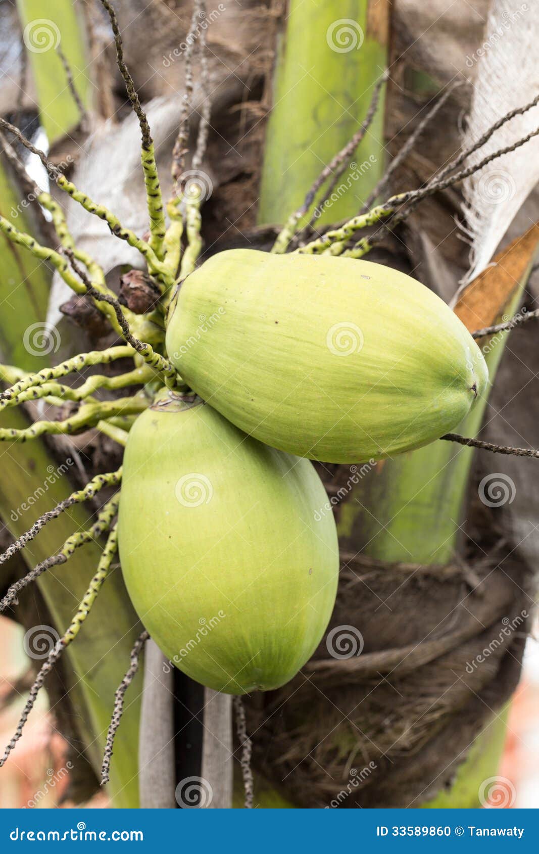 Green coconut stock photo. Image of trees, tropical, coconut 33589860