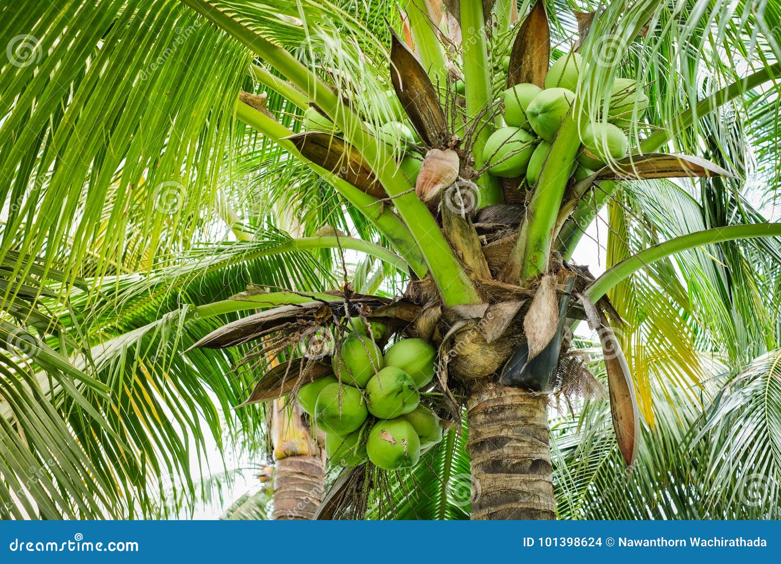 Green Coconut Tree for Background or Texture. Stock Photo - Image of ...