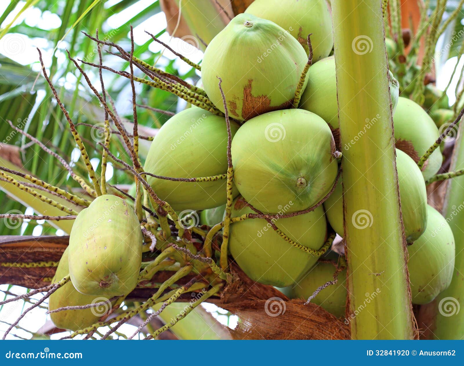 Green coconut at tree stock photo. Image of design, nature 32841920