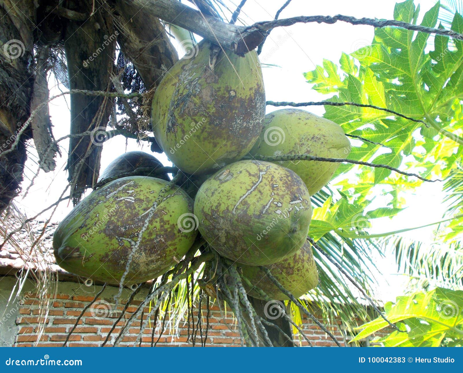 Green Coconut Tree and Fruits Stock Image - Image of healthcare, group ...