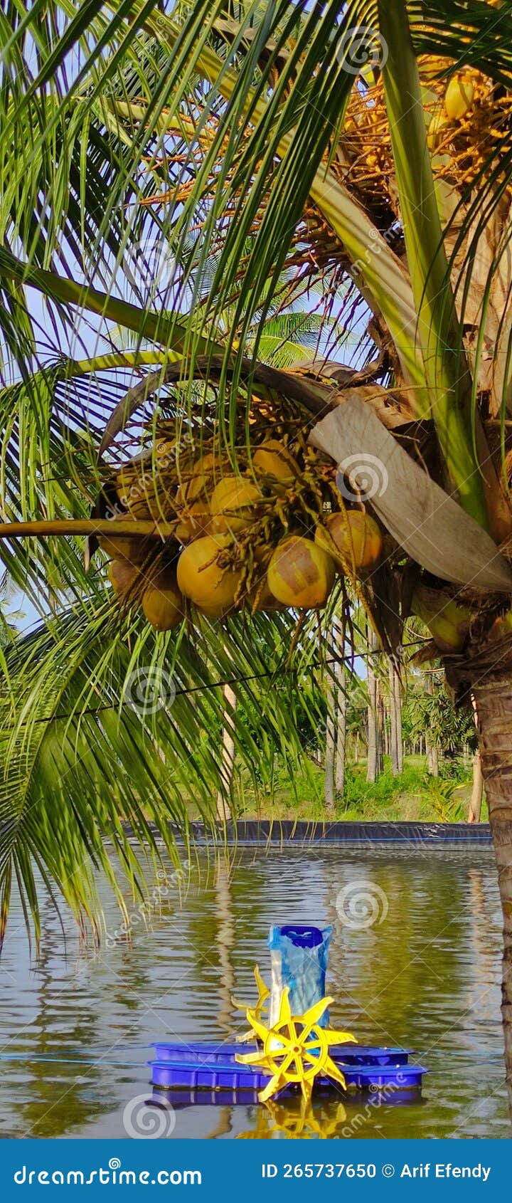 Green Coconut Tree, Fresh and Tantalizing Stock Photo Image of produce, autumn 265737650