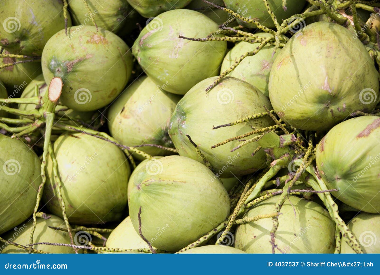 Green coconuts stock image. Image of harvest, healthy 4037537