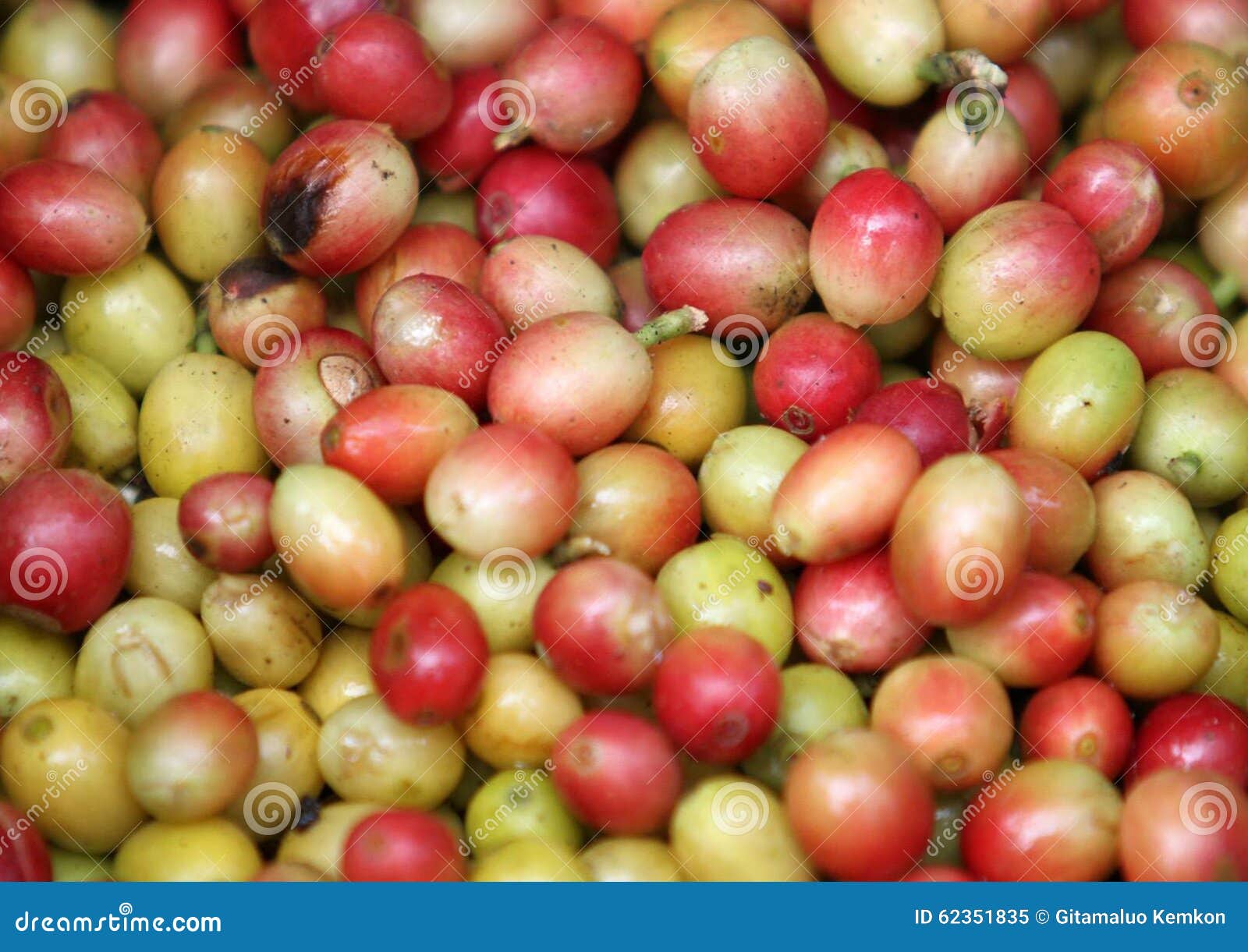 Green Coffee bean stock image. Image of coffee, forest 62351835