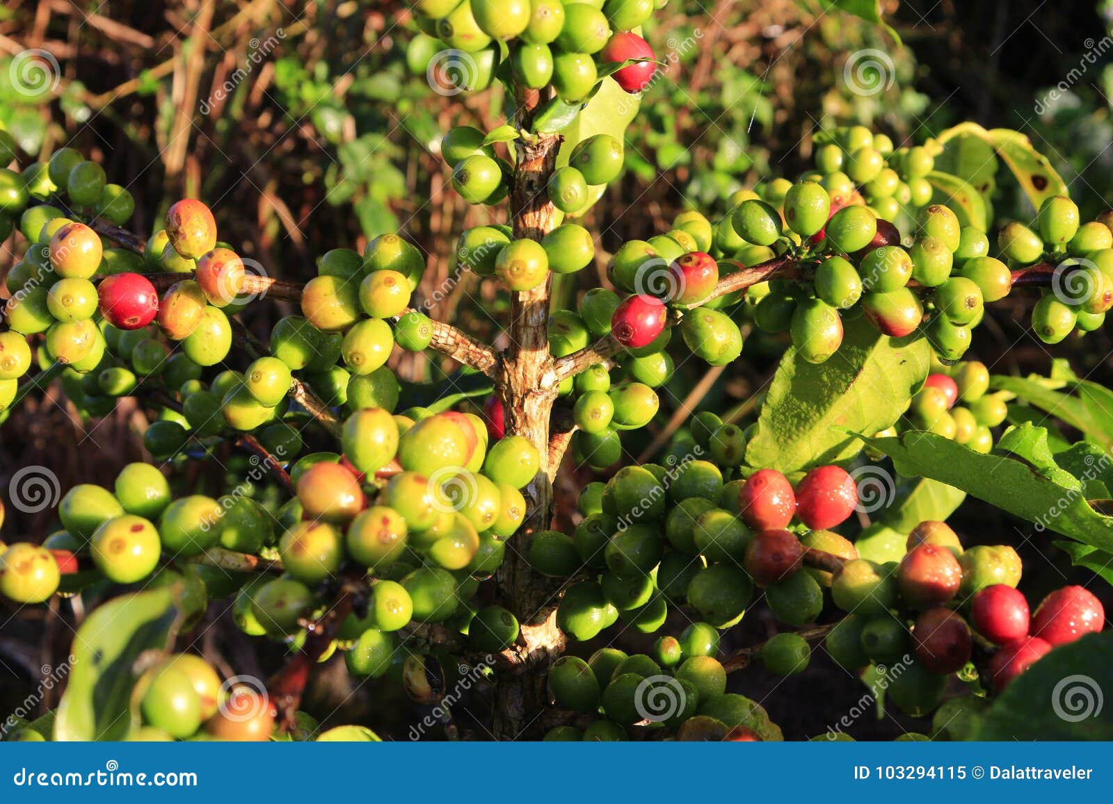 Green Coffee Bean on Coffee Tree Stock Image Image of fresh, farming