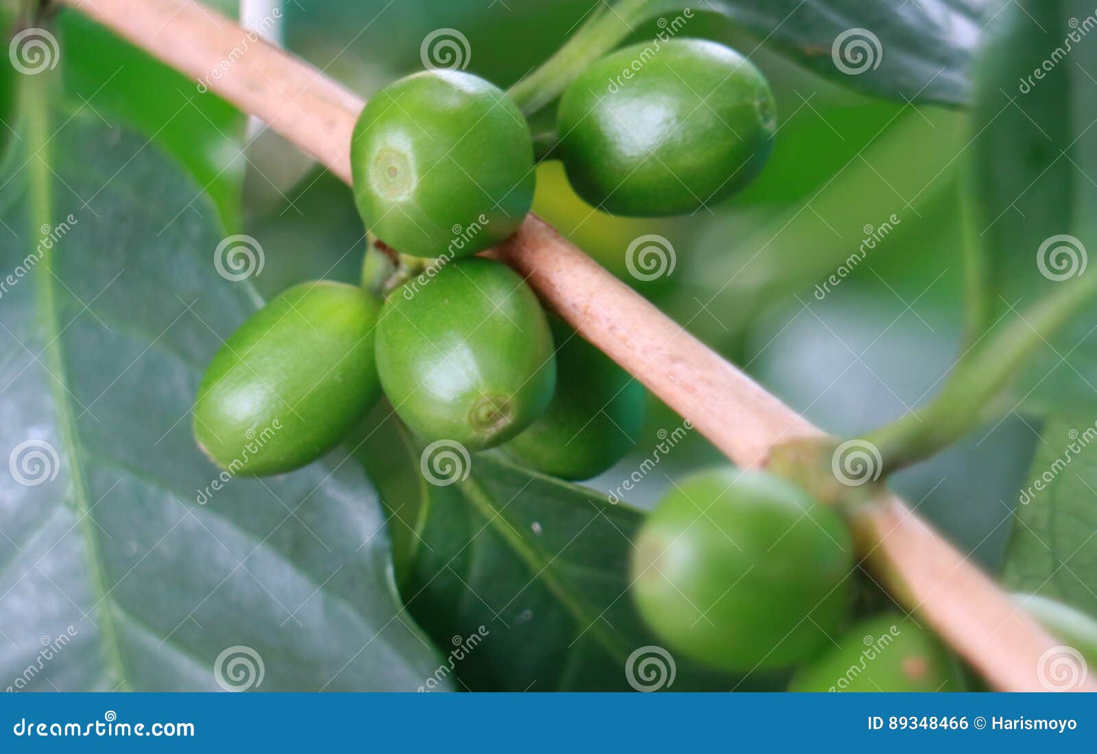 Green Coffee Bean stock photo. Image of plant, green 89348466