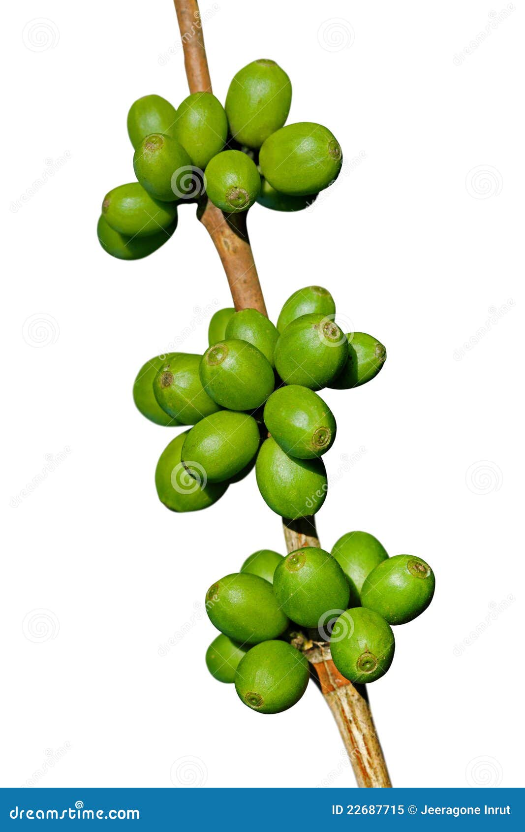 Green coffee beans stock image. Image of leaf, nature 22687715