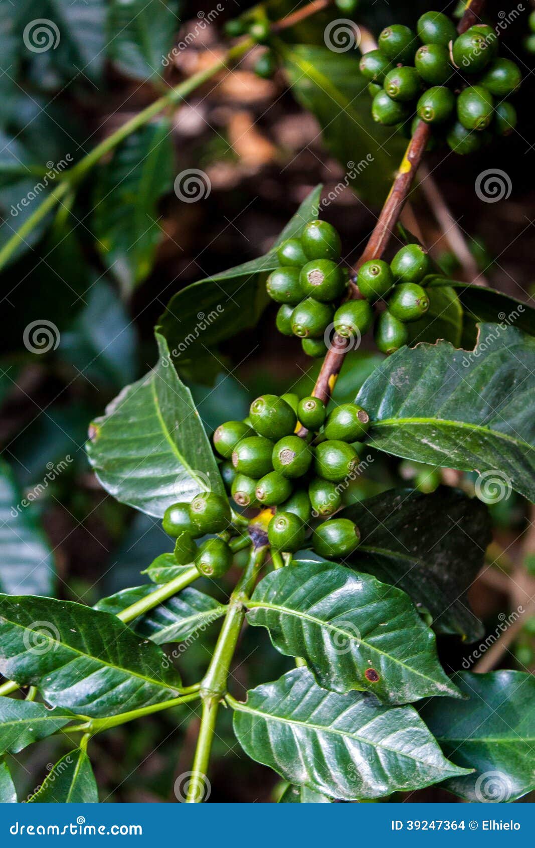 Green Coffee Beans on a Branch Guatemala Stock Photo Image of east, cafe 39247364
