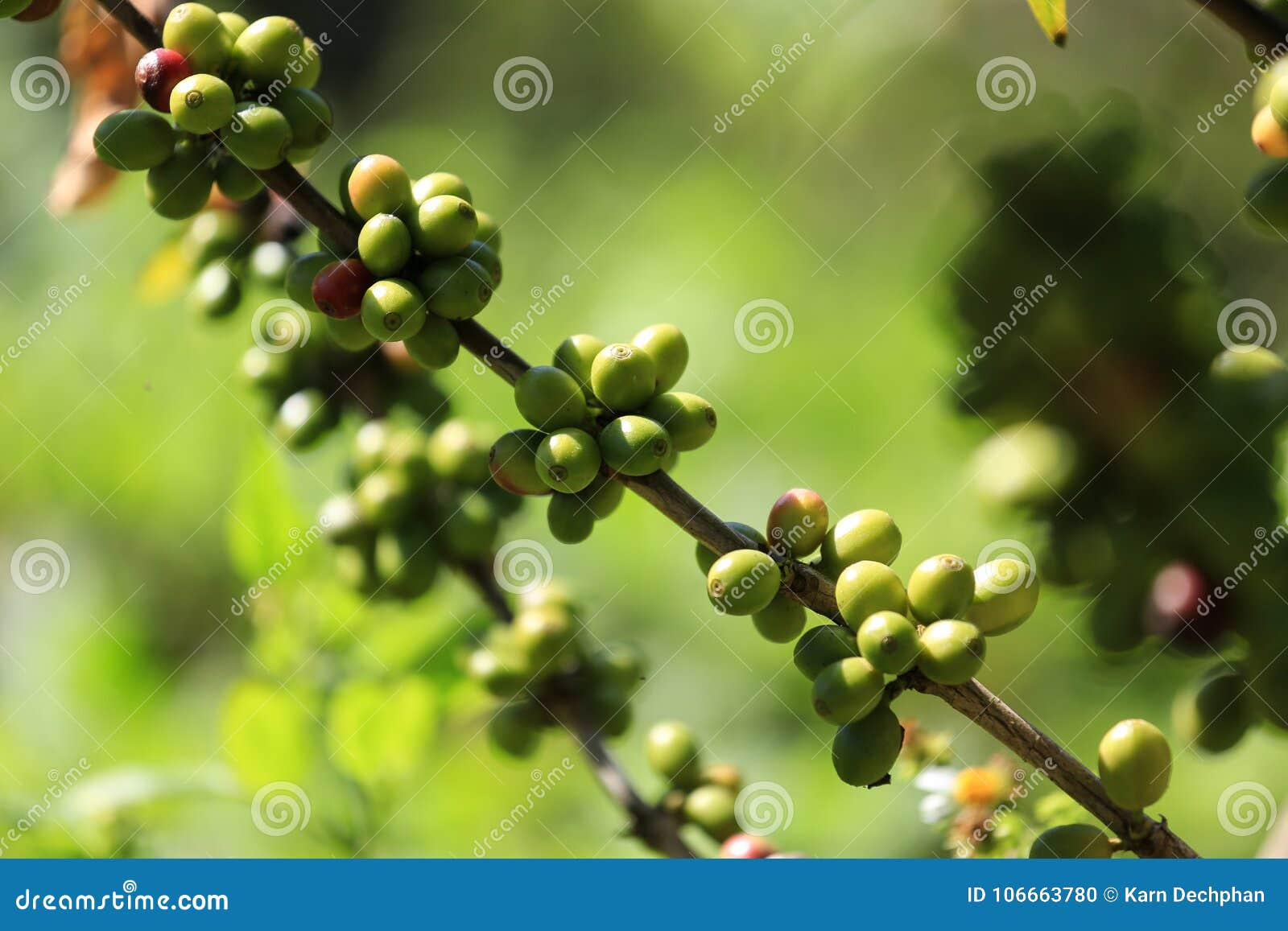 Green Coffee Beans on a Branch of Coffee Tree in Coffee Plantation