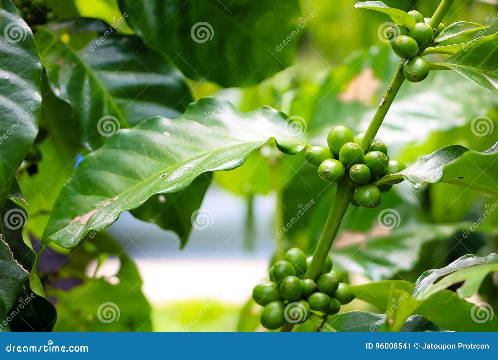 Green Coffee Beans, Green Leaves Stock Image Image of food, fruits