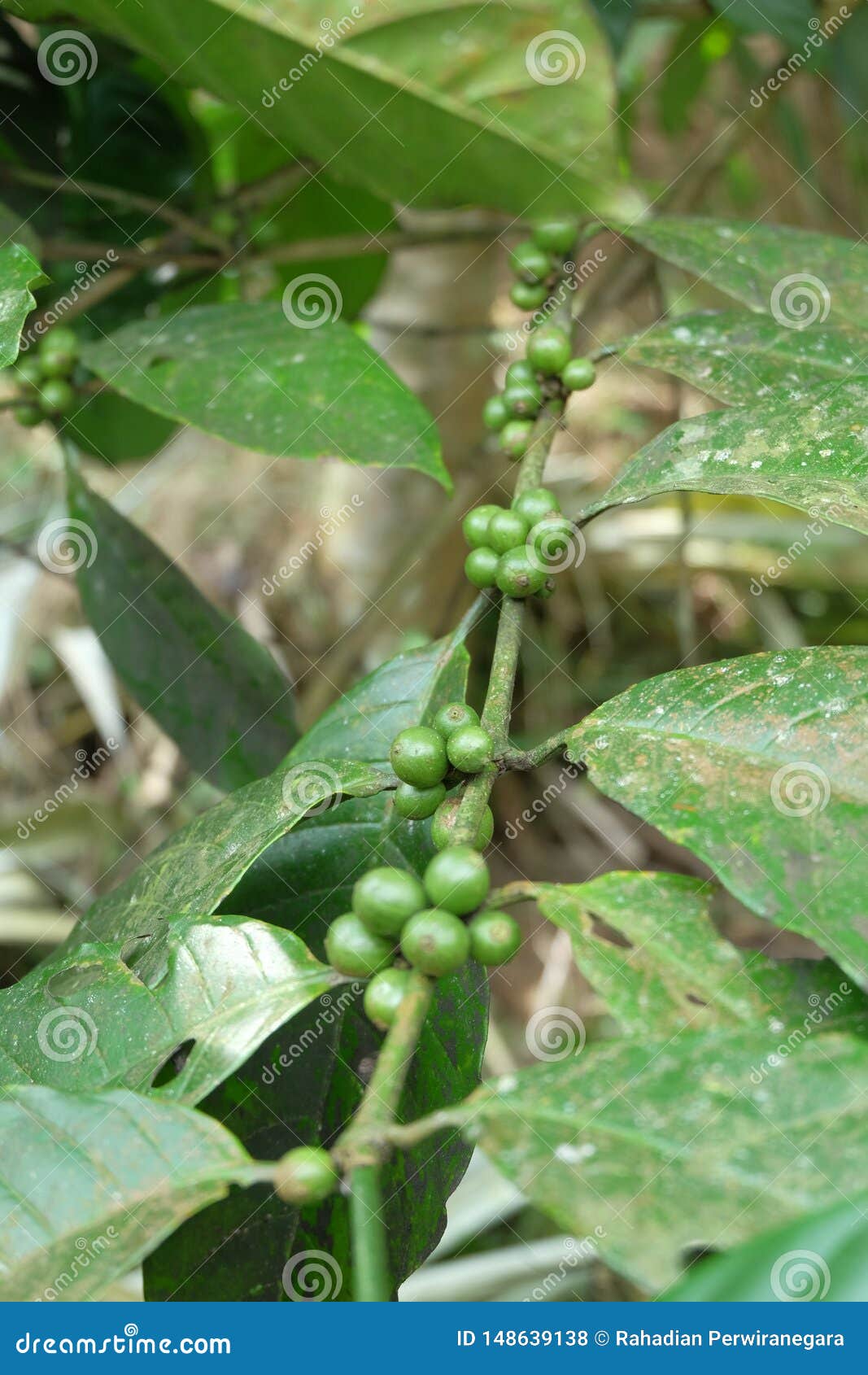 Green Coffee Beans Growing on the Branch Stock Photo Image of green, beans 148639138