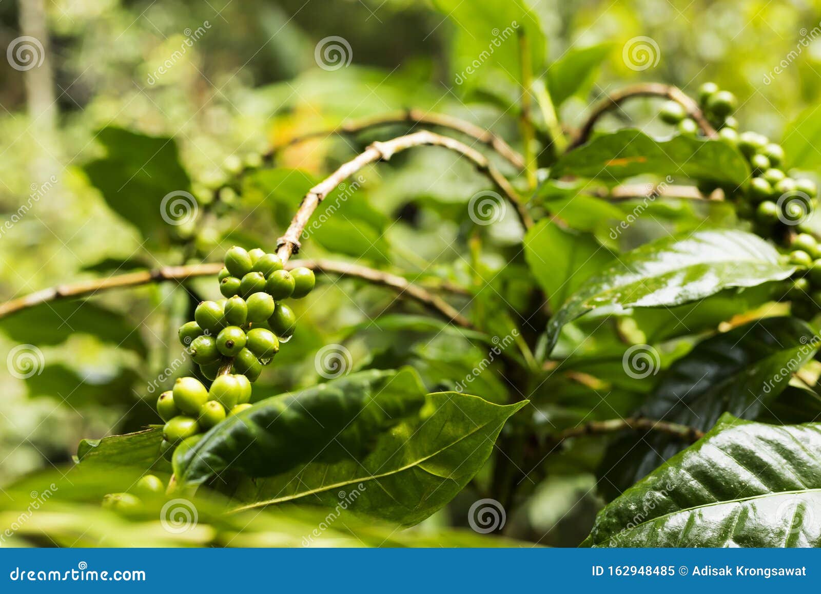 Green Coffee Beans Growing on the Branch Stock Image Image of ecology