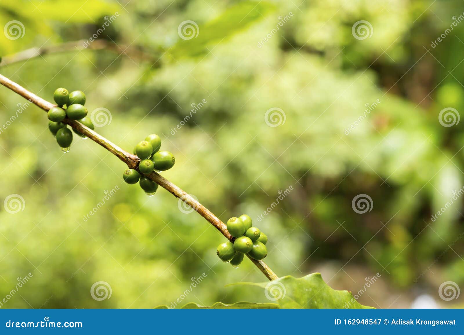 Green Coffee Beans Growing on the Branch Stock Image Image of fresh, garden 162948547