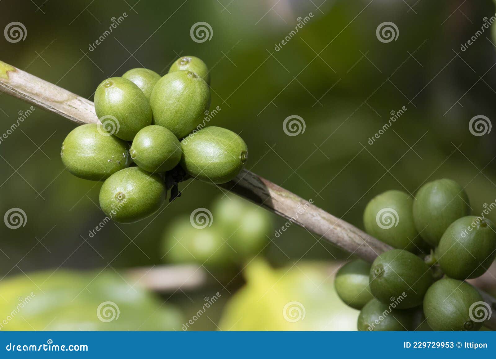 Green Coffee Beans Growing on the Branch Stock Image Image of nature