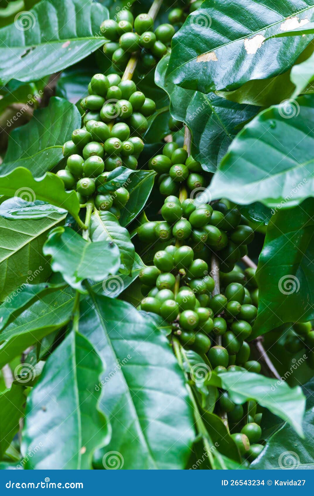 Green Coffee Beans Growing on the Branch. Stock Photo Image of leaf, tropical 26543234