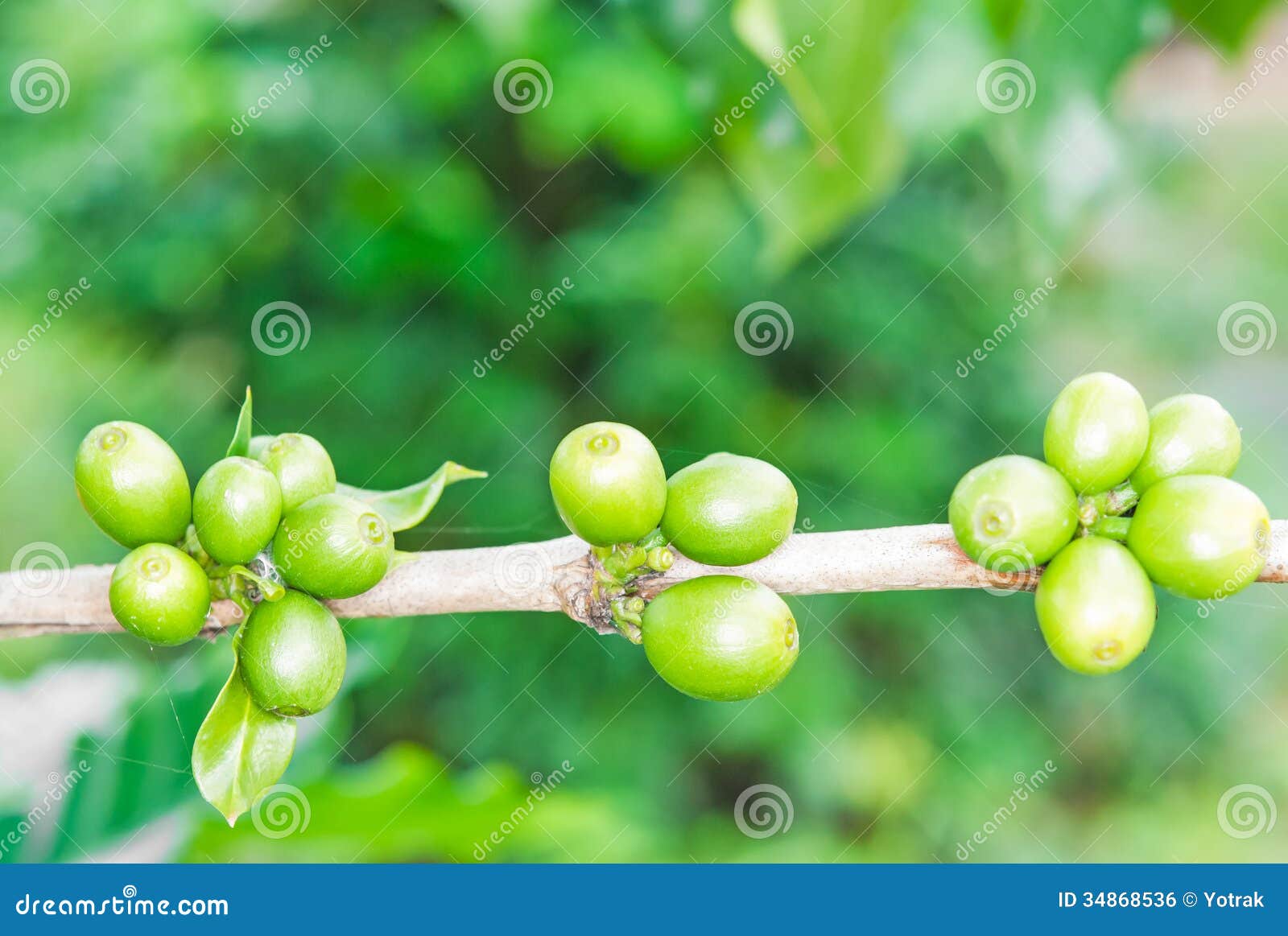 Green coffee beans stock photo. Image of beauty, bean 34868536