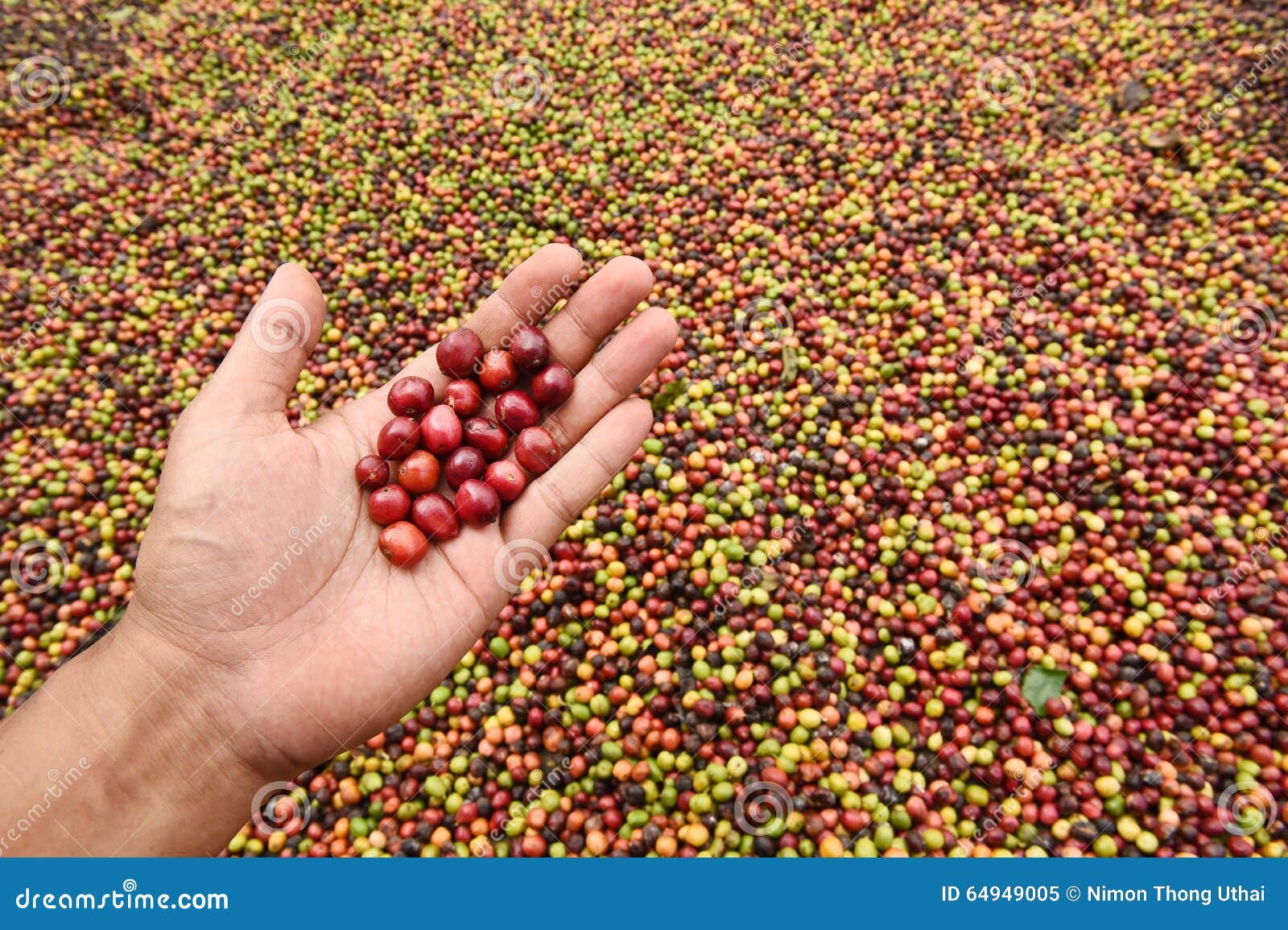Green Coffee Beans in Hand on Red Berries Coffee Stock Image Image of