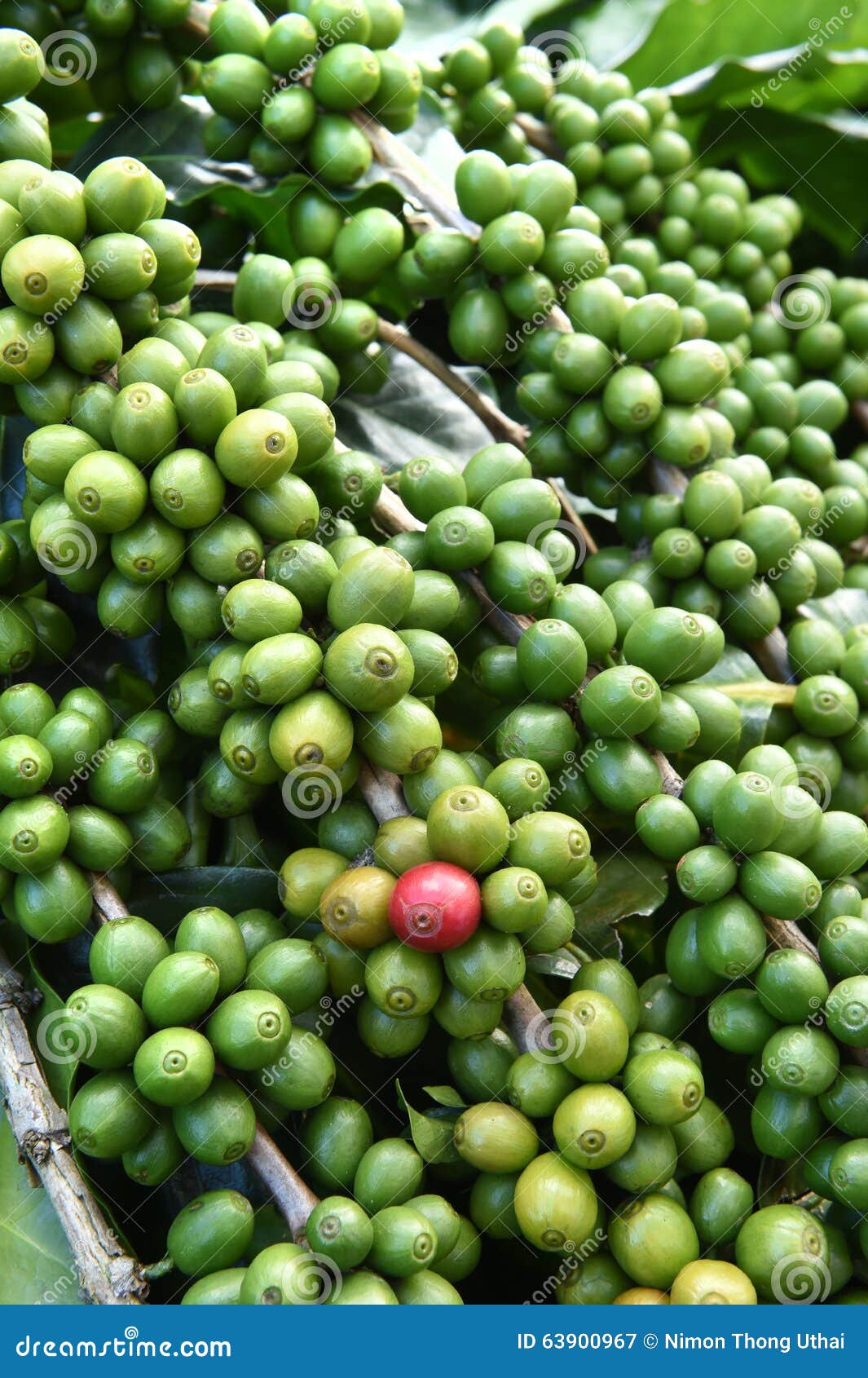 Green coffee beans on stem stock image. Image of java 63900967