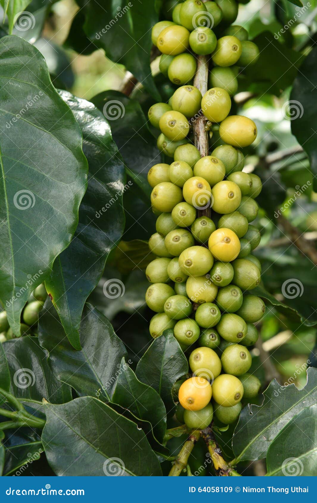 Green coffee beans on stem stock image. Image of growing 64058109