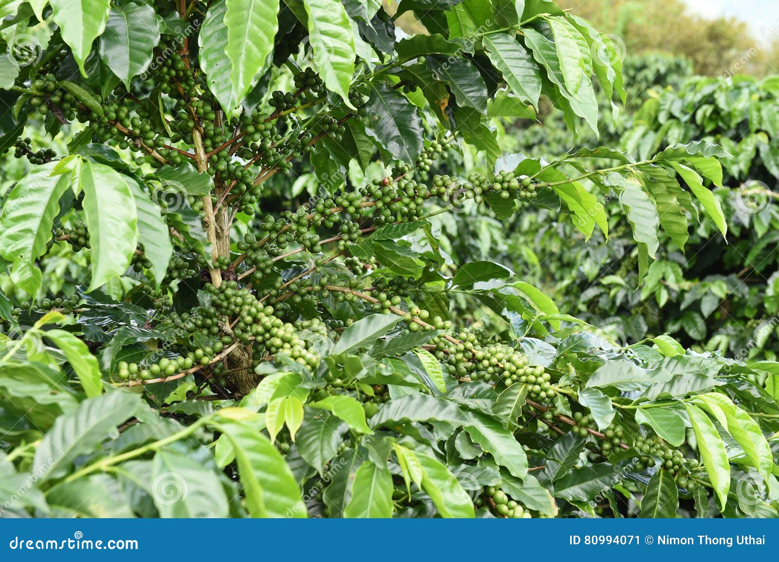 Green coffee beans stock image. Image of bean, coffee 80994071