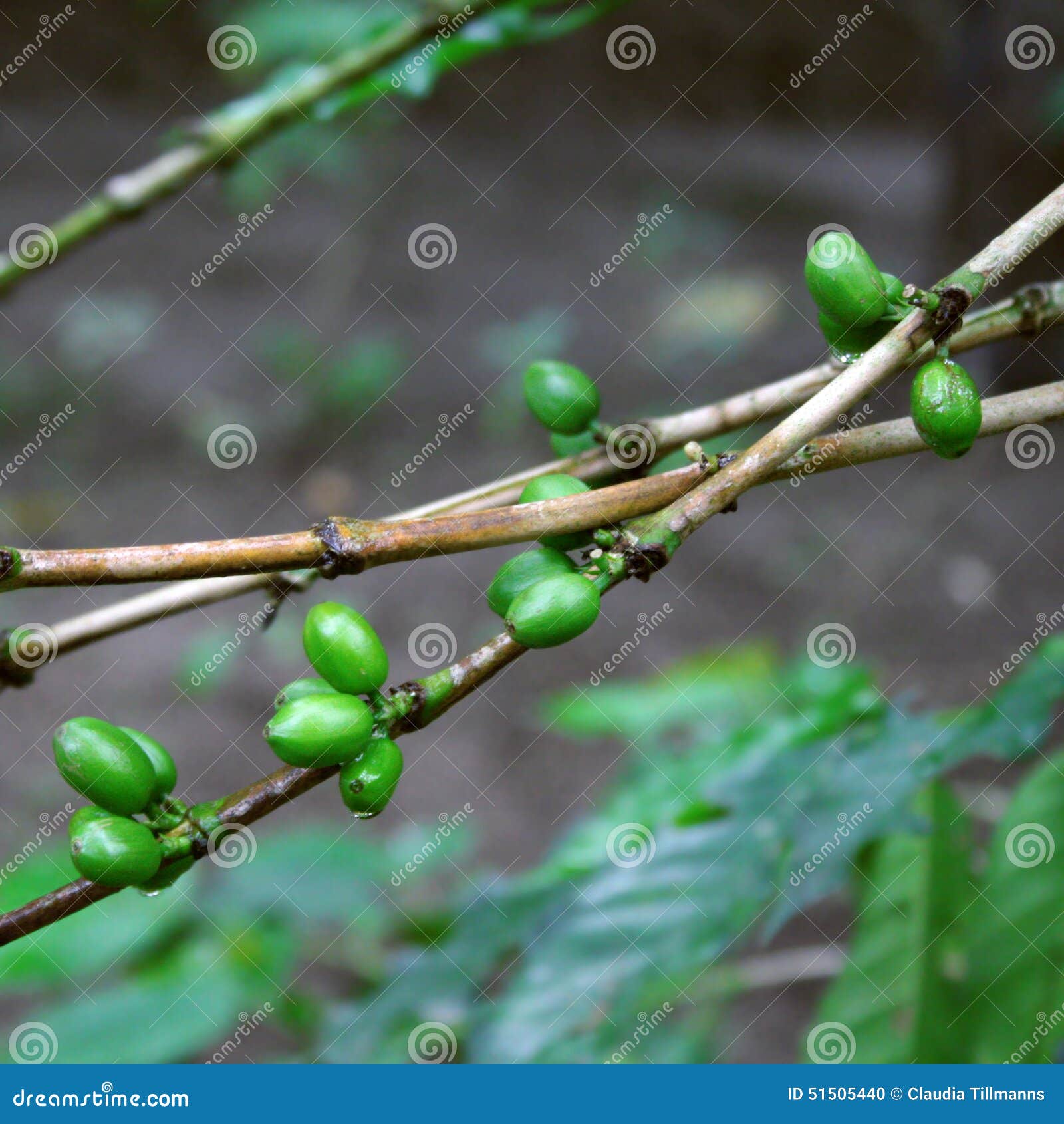 Green coffee beans on tree stock photo. Image of night 51505440