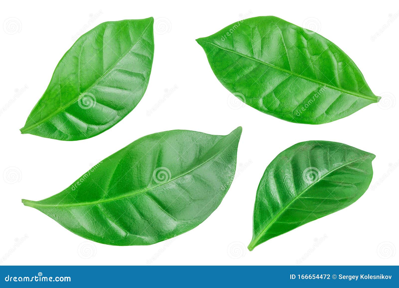 Green Coffee Leaves Isolated on a White Background. Stock Photo Image