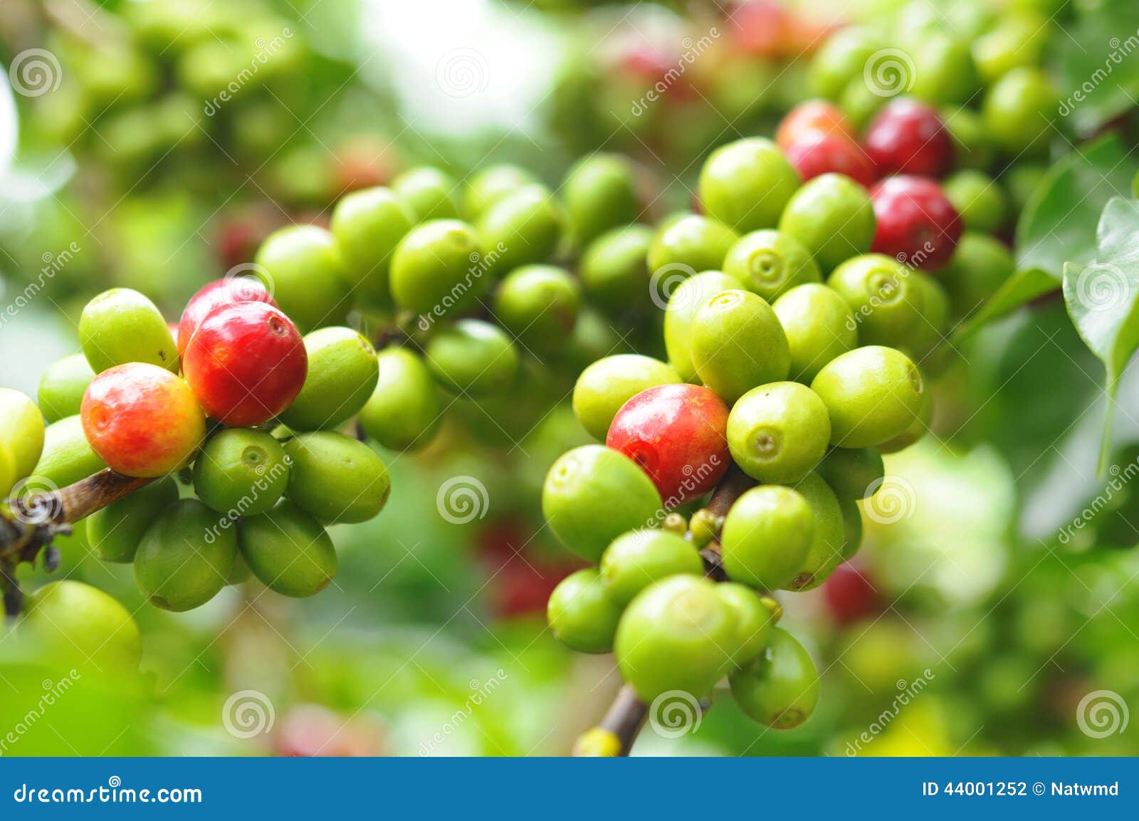 Green Coffee on Plant stock photo. Image of farm, coffee 44001252