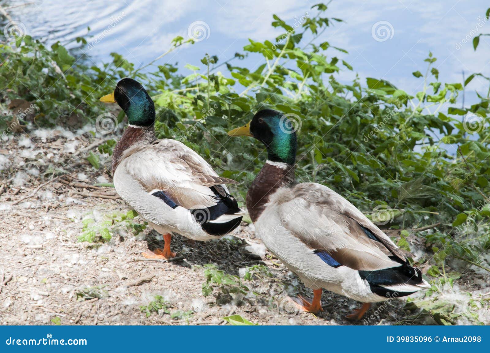 Green Collar ducks stock photo. Image of wild, group 39835096