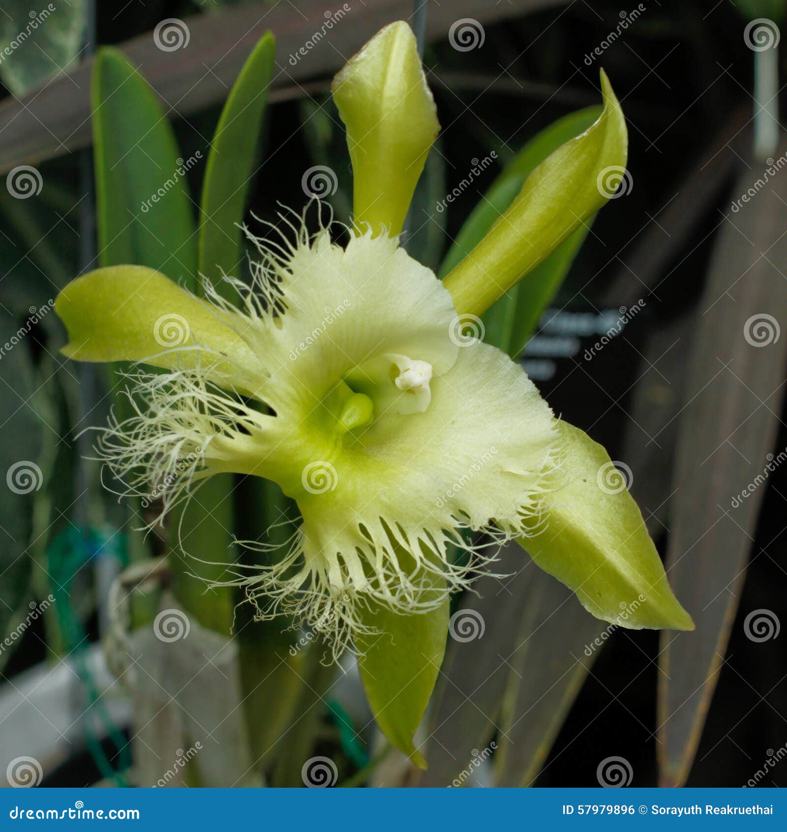 Green Color Cattleya Orchid Stock Photo - Image of plant, cattleya: 57979896