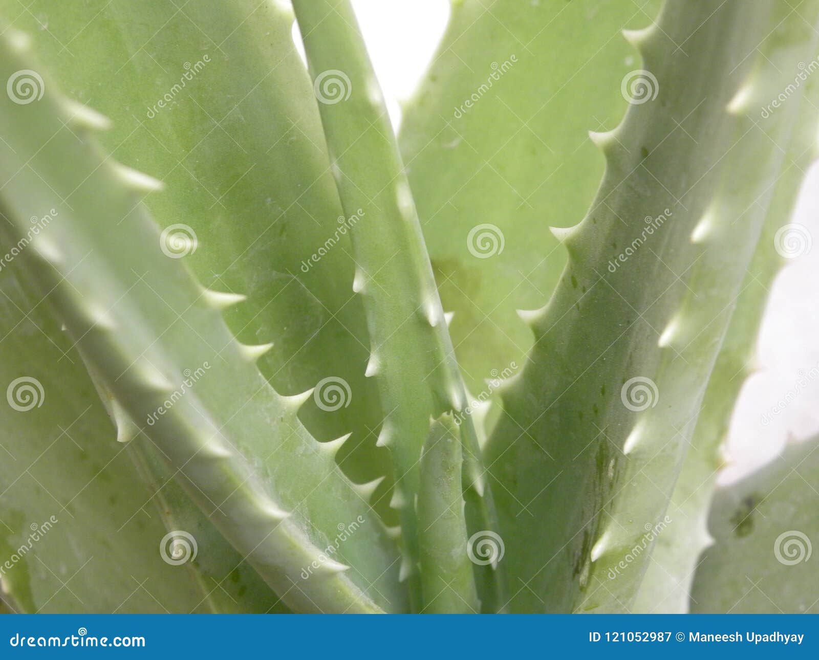 Light Green Color Leaves Of Aloe Vera Plant Stock Image Image Of
