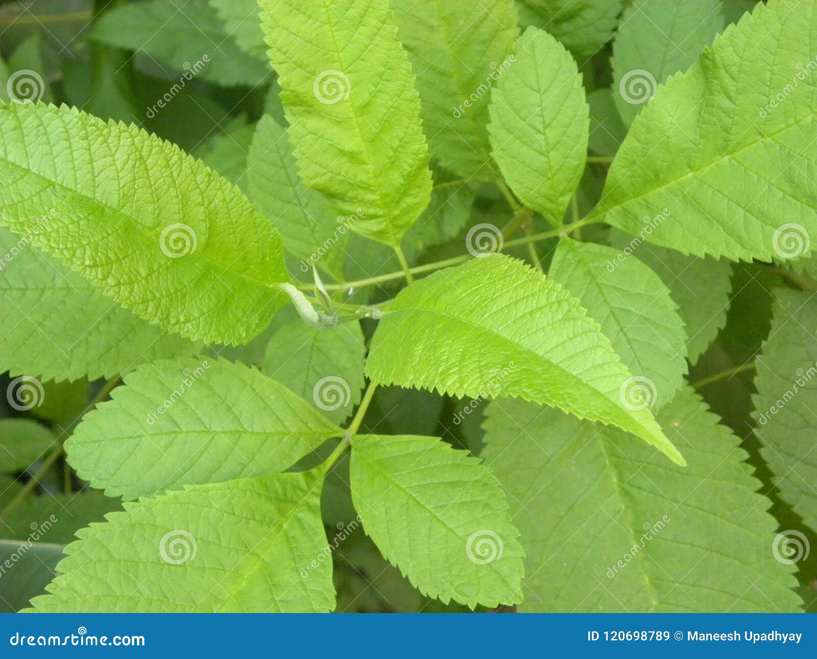 green color leaves of slippery elm tree